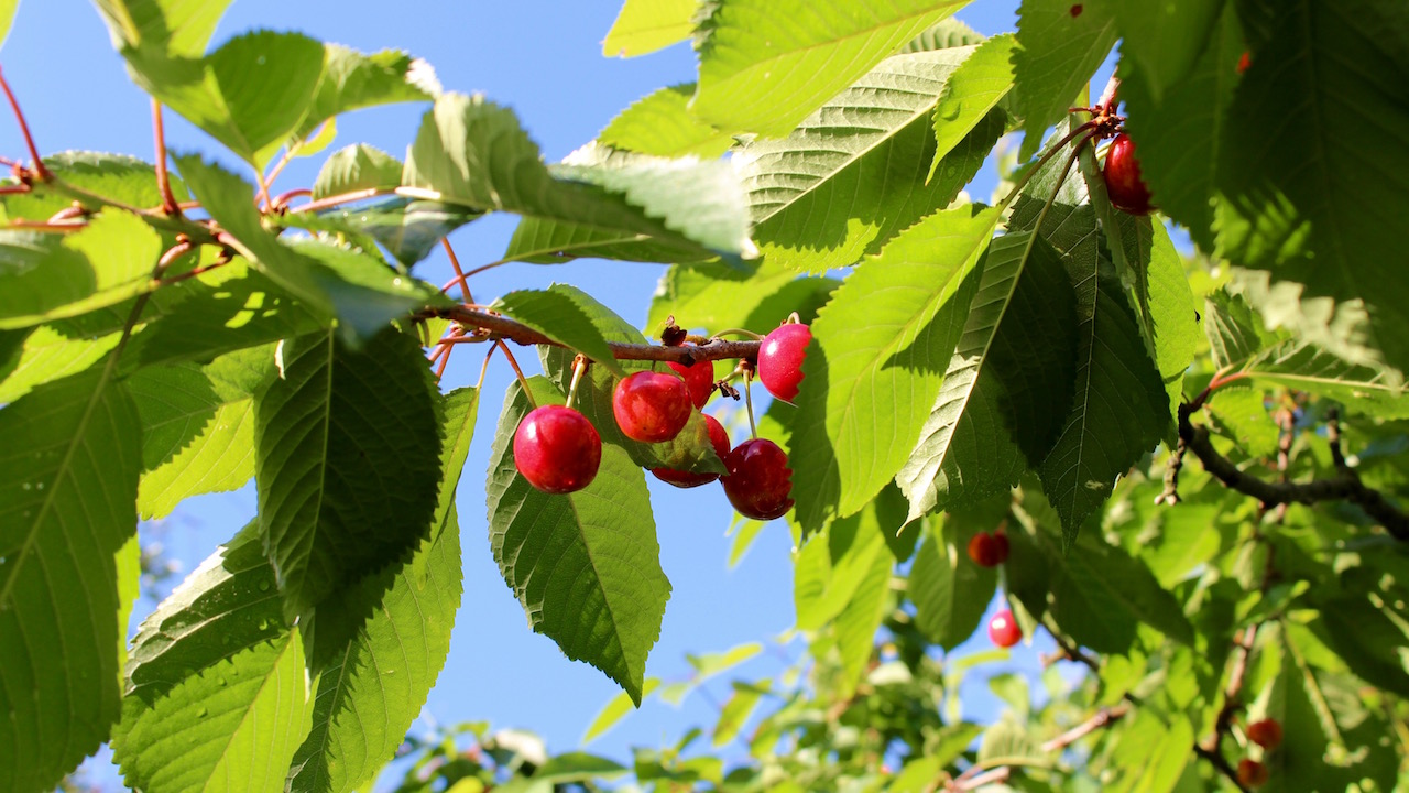 Götterspeise Kirsch Sobo Naturkost Biogelatine