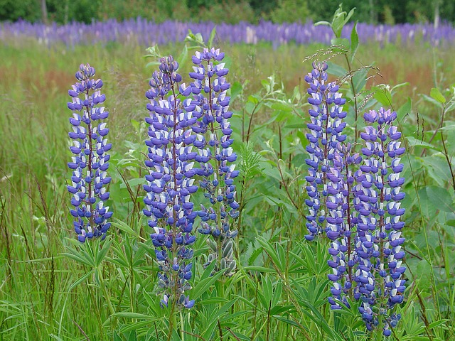 Lupinenmehl Lupinen Sobo Naturkost