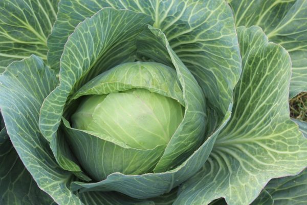 Rezepte mit Soja-Flocken – SOBO Naturkost